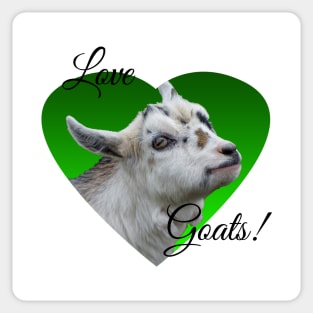 Pygmy Goat Kid Sticker